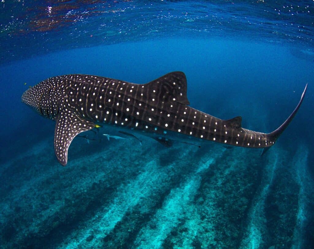 Swim Reef Shark Ningaloo Reef