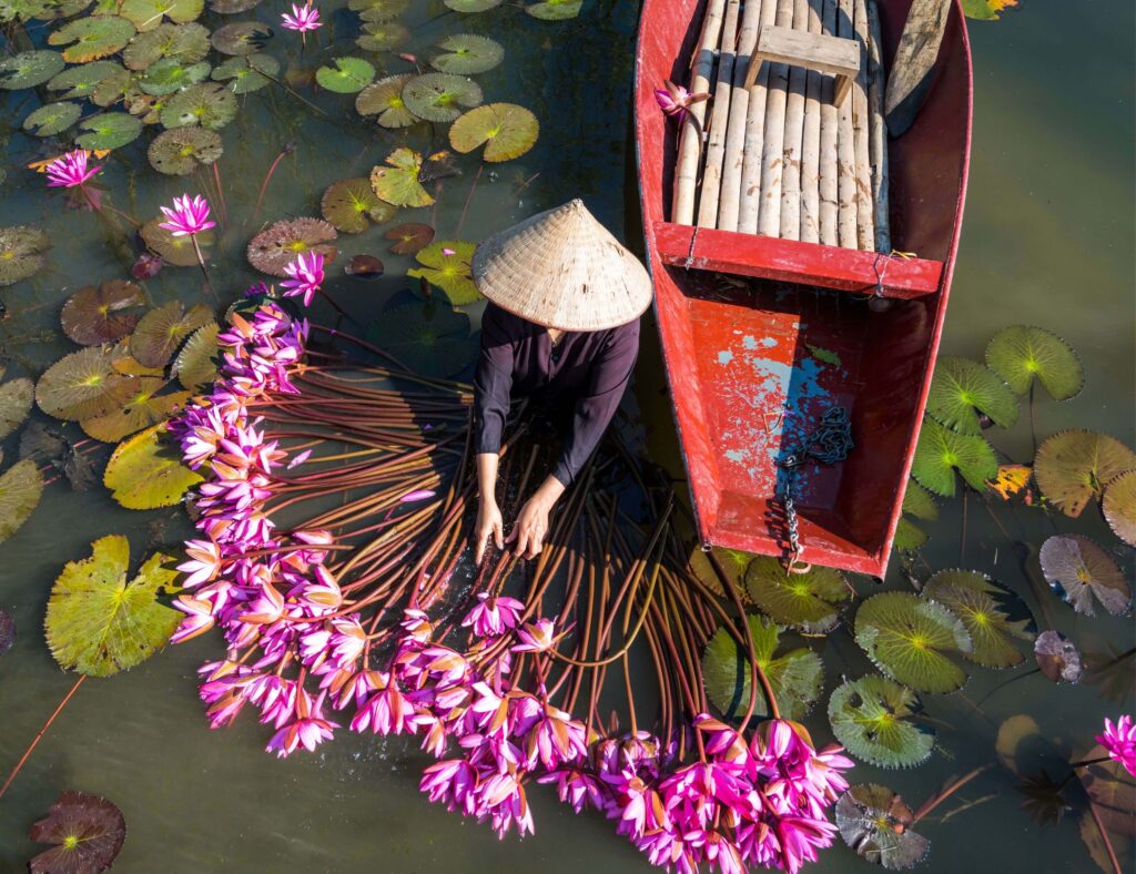 
Yen River with Rowing Boat Harvesting Waterlily in Ninh Binh