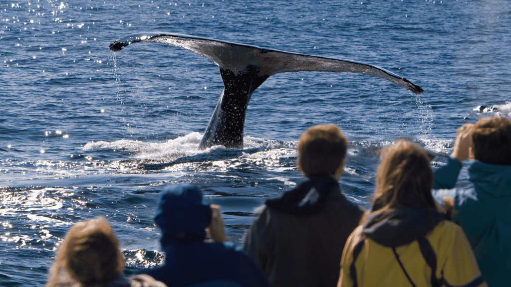 Byron Bay, Whale watching tour