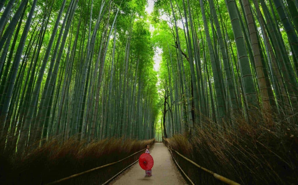 Kyoto_Bamboo groves -Walter-Mario-Stein in Japan