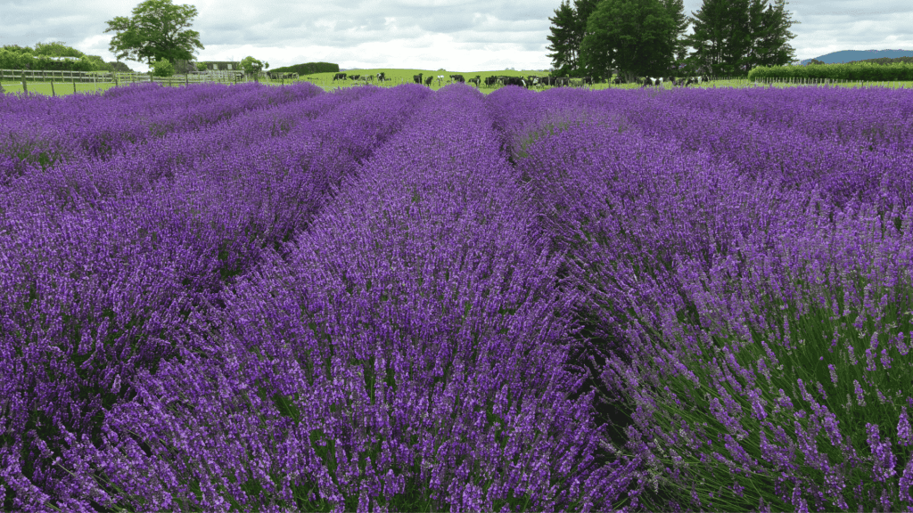 Aloomba Lavender Farm in Stanthorpe Australia