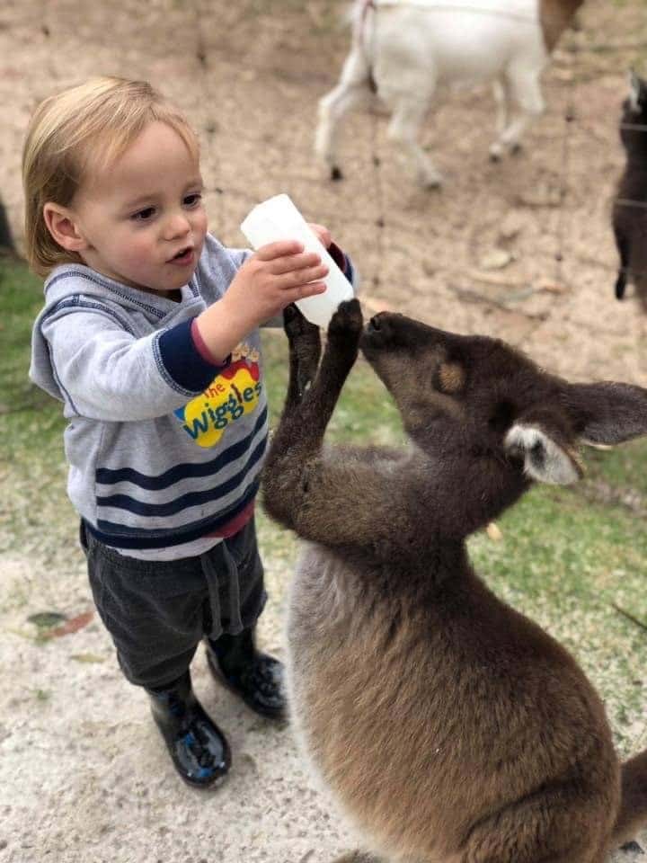 Denmark Animal Farm & Pentland Alpaca Stud, Western Australia - baby feeding milk to a joey