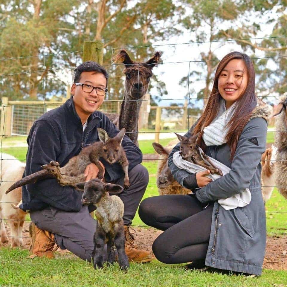 Denmark Animal Farm & Pentland Alpaca Stud, Western Australia - couple holding up baby kangaroos with alpacas in the background