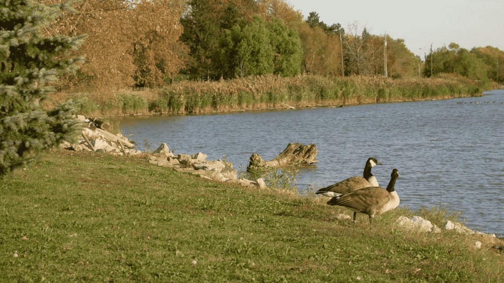 Ducks-in-a-park-Toowoomba-Australia