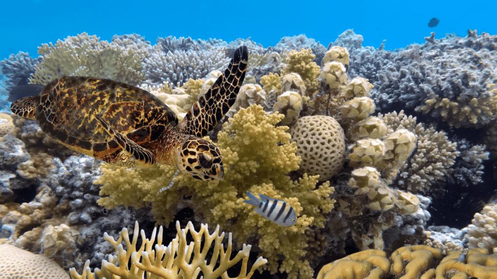 Great Barrier Reef - underwater coral reef with sea turtles and other sea creatures