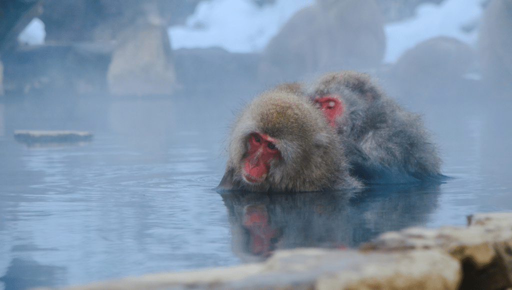 Japanese Snow Monkey Macaque in Hot Spring Onsen Jigokudan Park, Japan