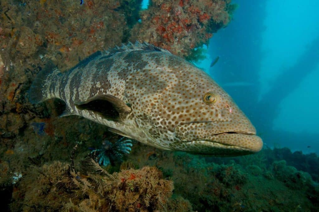 Large grouper Ningaloo Reef