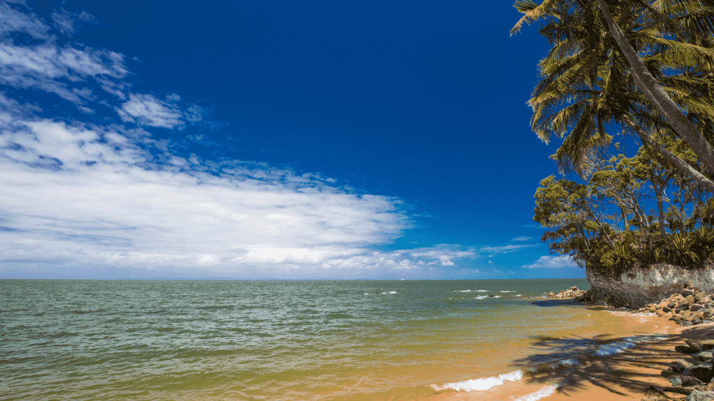 Palm trees on the south end of Suttons Beach, Redcliffe, Brisbane, Australia