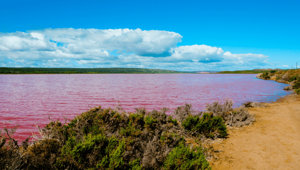 Pink Lake - Hutt Lagoon, Port Gregory, Australia