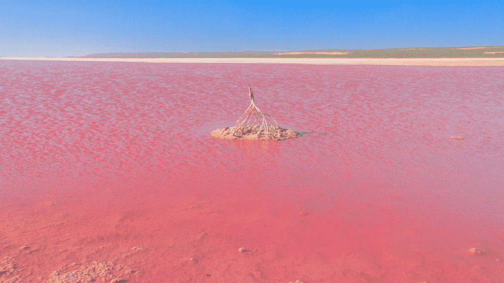 Pink Salt Lake in Western Australia - cover