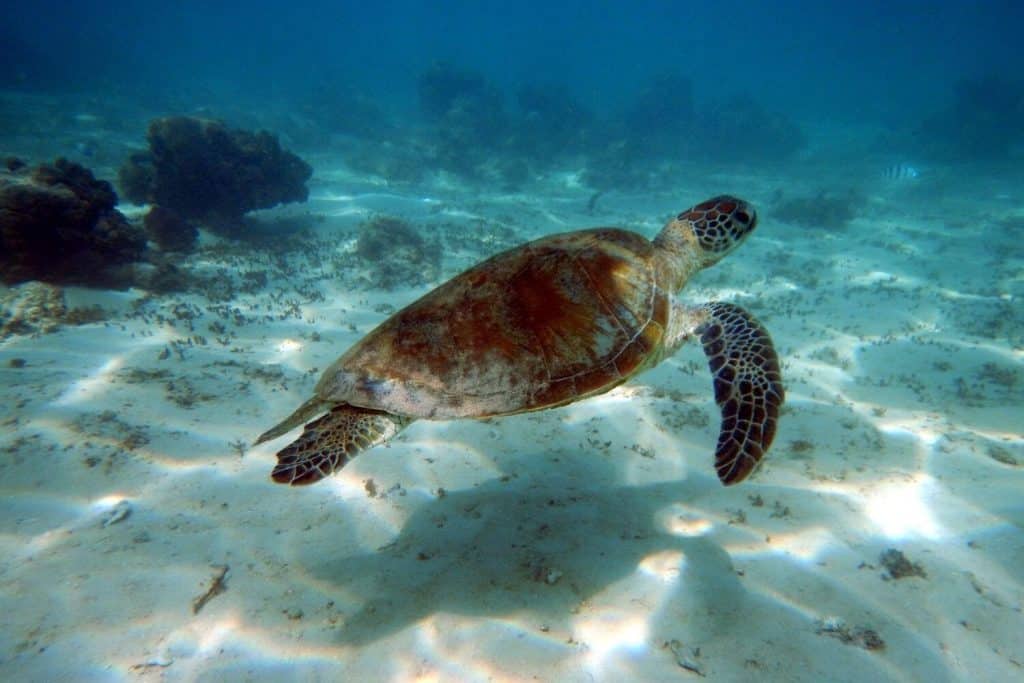 Swim with turtles in Exemouth WA