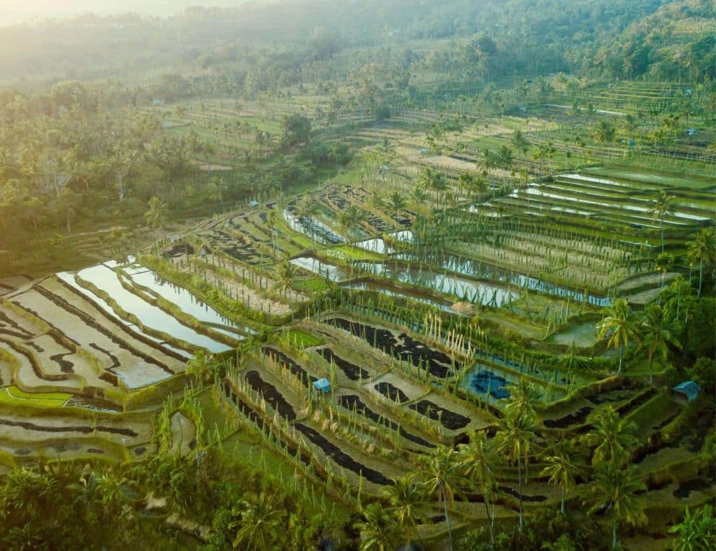The-Tetebatu-Rice-Terrace-Lombok