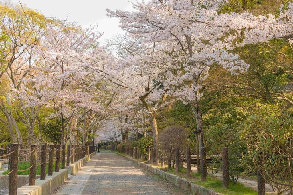 White cherry blossoms in full bloom in Kyoto Japan