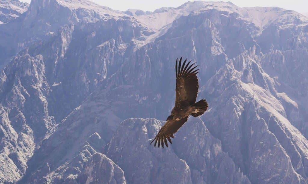 Andean-condor-at-Colca-Canyon-Peru