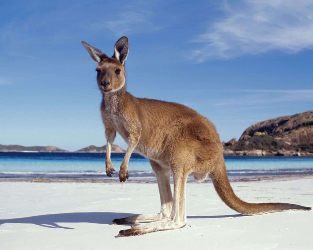Kangaroo on beach esperance