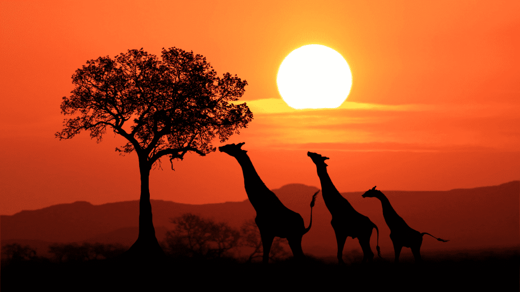 Large South African Giraffes at Sunset in Africa