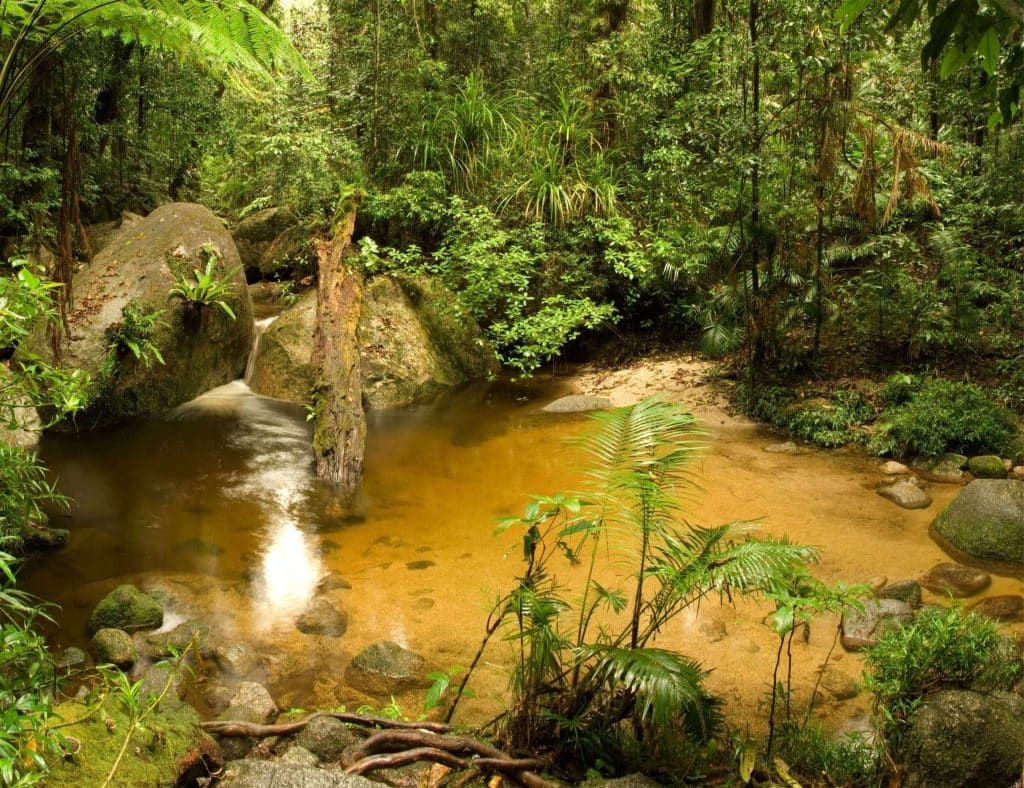 Rainforest-pool-Mosman-Gorge-Queensland-Australia-1