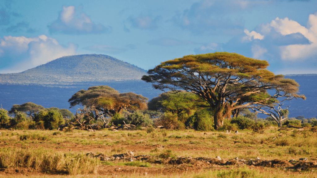 Savanna Landscape in Africa