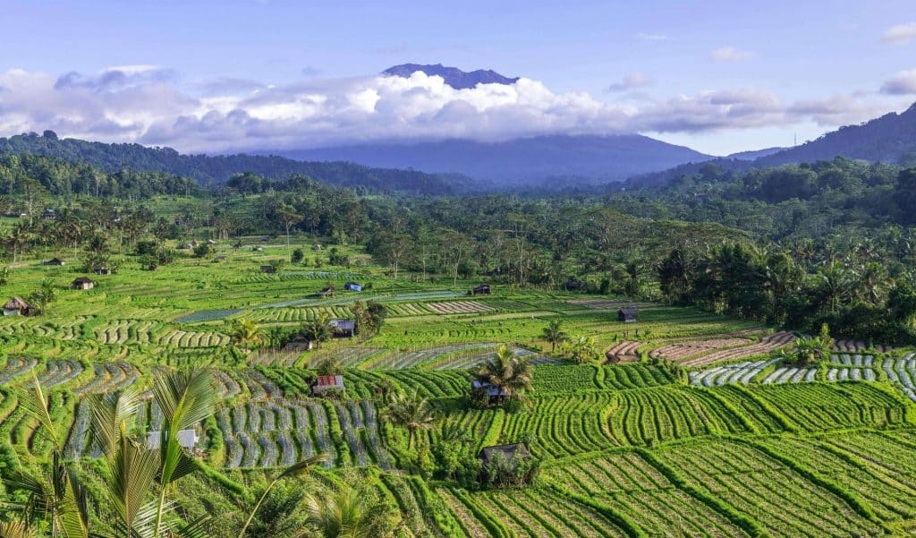 Sideman Valley Bali Rice fields