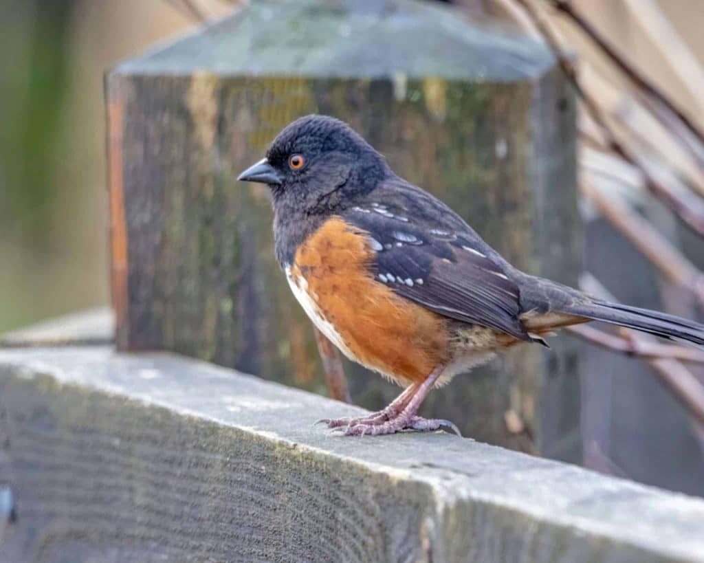 Spotted-Towhee-bird-Stanley-Park-Vancouver-BC-Canada