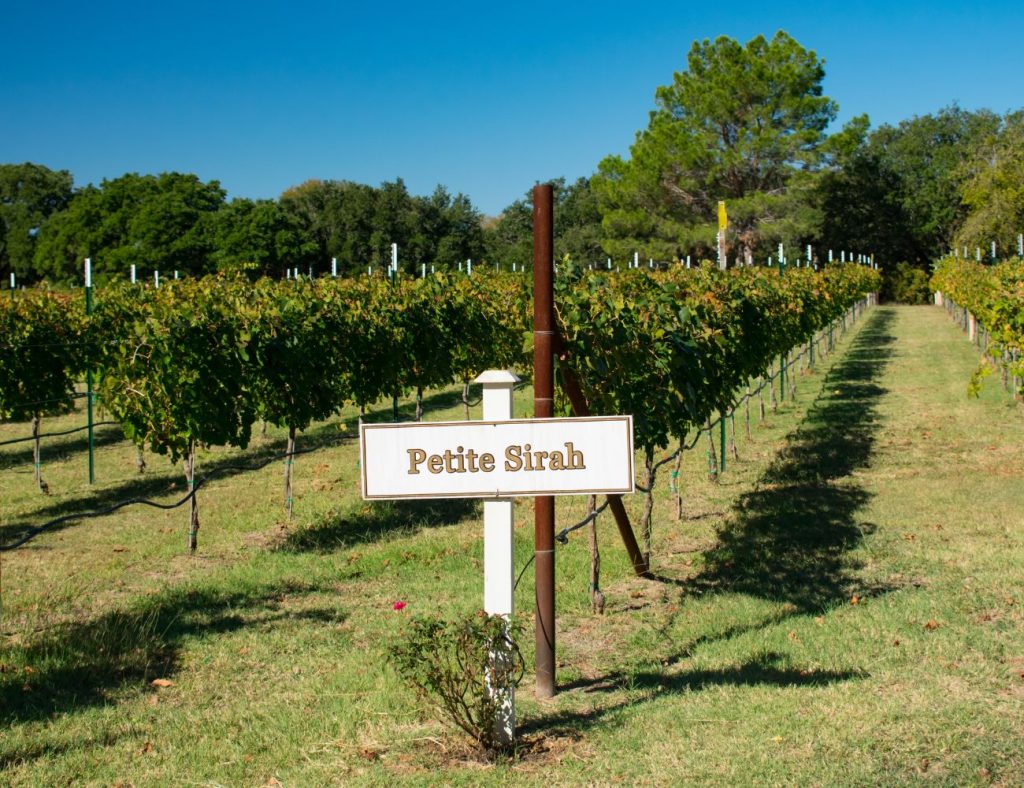 Winery Fredericksburg Texas