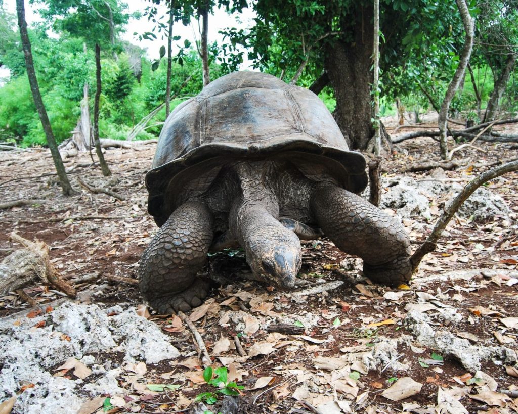 Changuu Island Tortoise