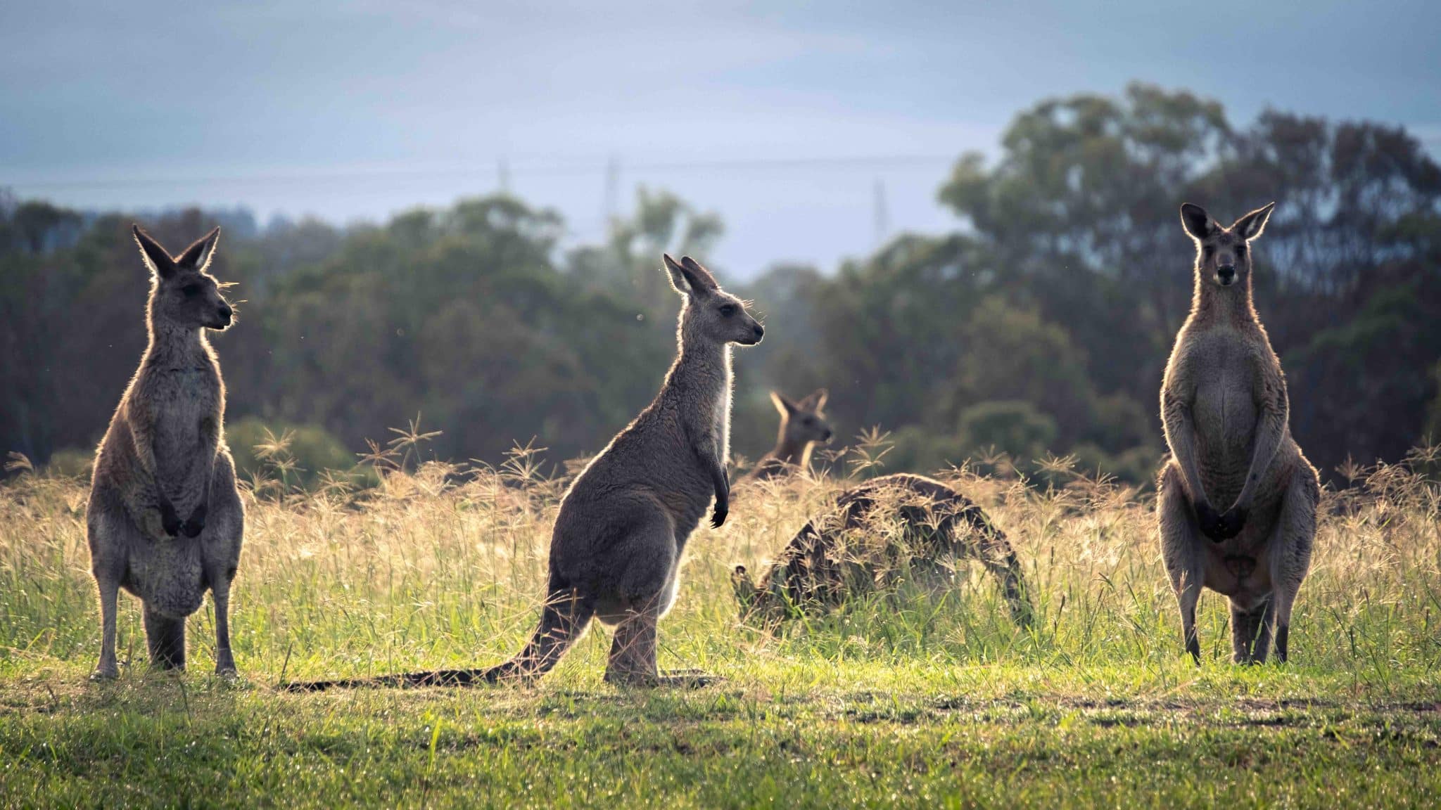 Kangaroos at Lane Retreat